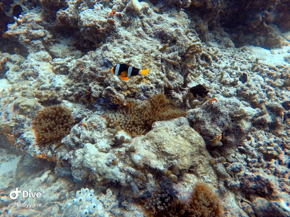 Equatorial Divers Lodge Атолл Адду Экстерьер фото